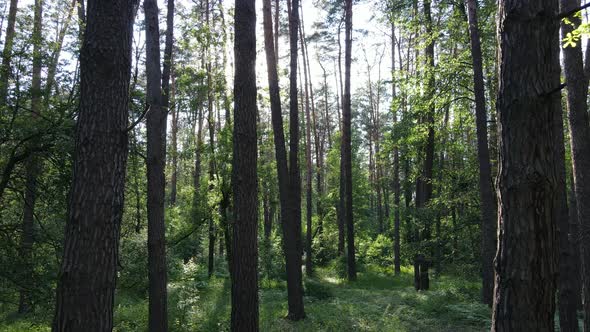 Beautiful Green Forest on a Summer Day Slow Motion