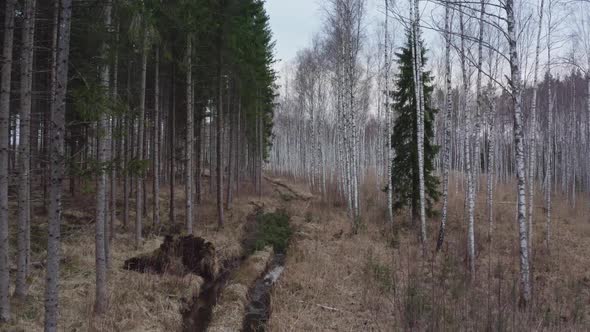 Forest in Spring