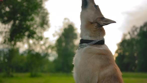 A Girl Throws Food To Her Dog, a Puppy Catches It on the Fly.