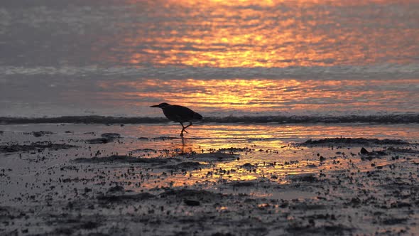 Silhouette heron bird walk at muddy coastline