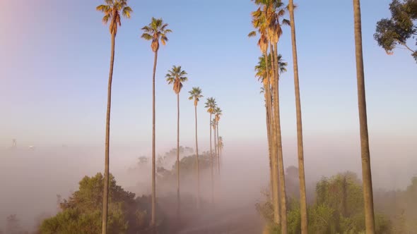 Aerial shot of clouds and sunrise behind a row of palm trees