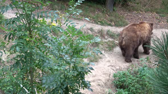 Brown bear moving in the forest