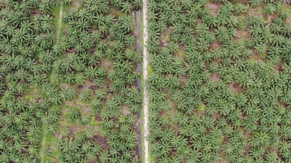 Aerial View of The Palm Oil Estates