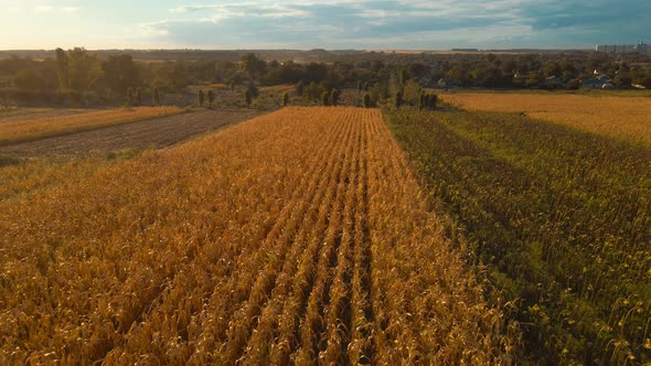 Aerial Footage Drone Flight Over Yellow Field of Corn in Ukraine Rural Agricultural Countryside