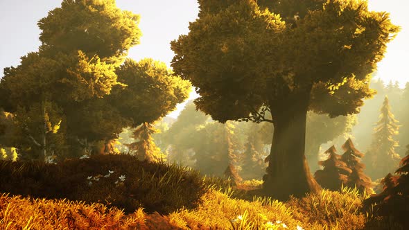 Cartoon Sunbeams Streaming Through the Trees alt