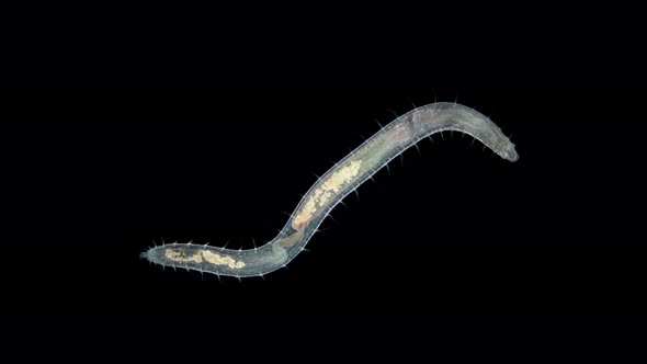 worm Polychaeta Polyophthalmus sp. under a microscope, Ophelliidae family