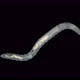 worm Polychaeta Polyophthalmus sp. under a microscope, Ophelliidae family - VideoHive Item for Sale