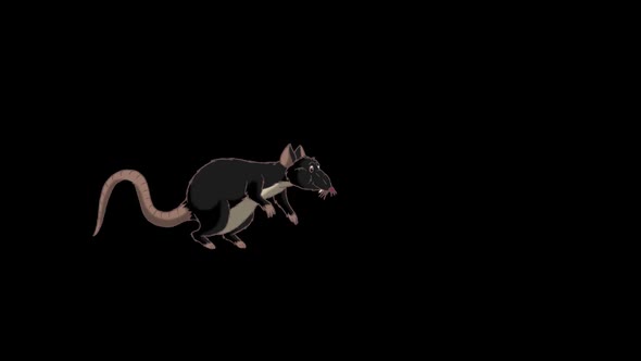 Black rat comes, sniffs and leaves