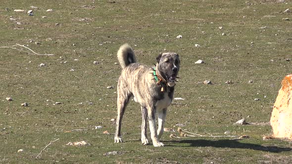 Shepherd Dog in Plateau