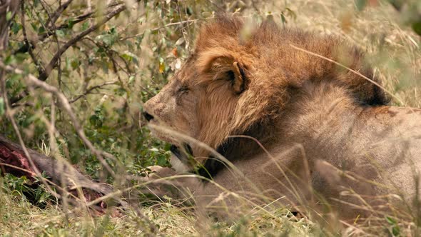 Lion Relax and Watching