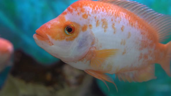 Midas Cichlid, amphilophus citrinellus, Fish swimming in a Freshwater.