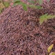 A Closer Look of the Anthill with Lots of Ants in Finland - VideoHive Item for Sale