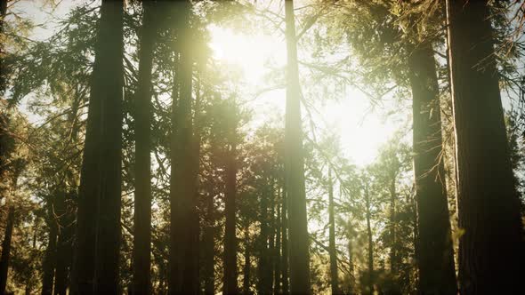 Hyperlapse in Sequoia Forest From Sunrise