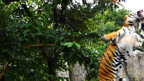 slow-motion of Bengal tiger jumping to eat meat