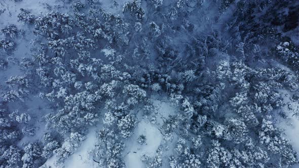 Beautiful top-down view of frozen valley with spruce and pine trees - Aerial slowly moving forward