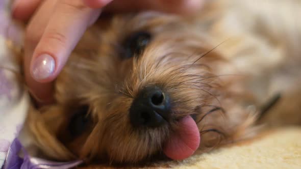Close-up of the furry muzzle of a dog with a protruding tongue being stroked by a female hand.