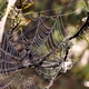 Cob Web In Summer Morning - VideoHive Item for Sale