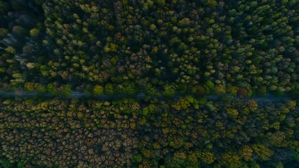 Spring Forest and Road on Sunset in National Park