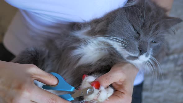 Vet Cuts Claws on White Paws of a Gray Cat