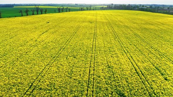 Blooming yellow rape fields in spring, aerial view