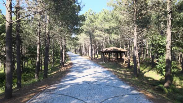 forest nature aerial road