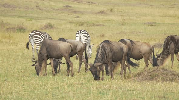 Zebras and wildebeests grazing