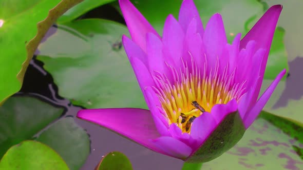 Bright Purple Water Lily Flower in Which Bees Collect Nectar Closeup