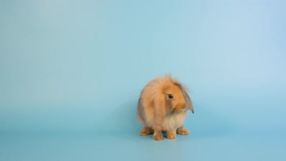 Little brown rabbit stand with two legs and look around then stay on blue screen background.