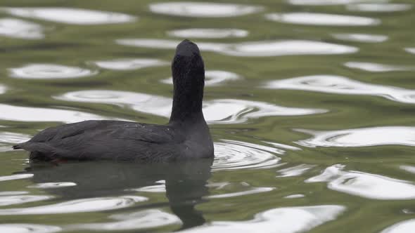 Close up of a red-gartered coot floating peacefully on a pond then sinking underwater. Slow motion.