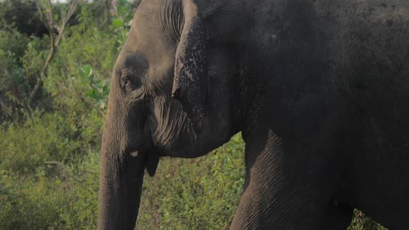 Huge Elephant Eats Green Grass with Large Trunk in Park