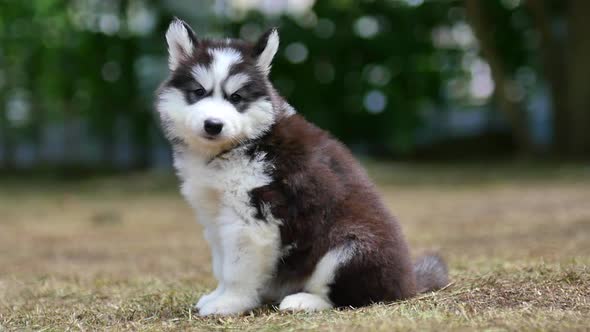 Cute Siberian Husky Puppy Sitting On Green Grass