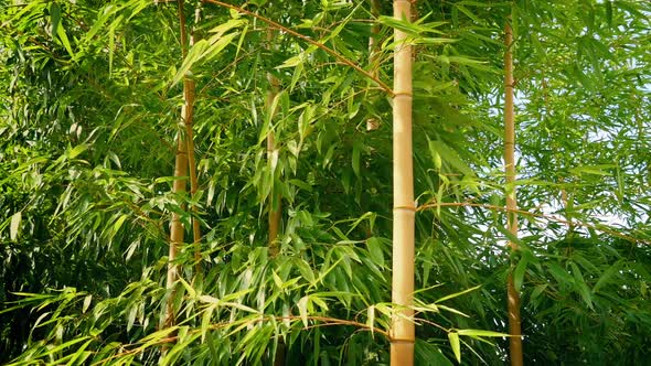 Bamboo In Breeze On Sunny Day