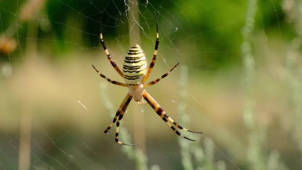 Large Spider Closeup on a Web Against a Background of Green Nature in Forest