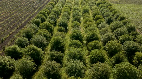 Cinematic  Aerial View Landscape Agricultural Orchard Nature