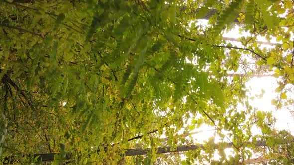 Vertical Video of an Autumn Forest During the Day in Ukraine