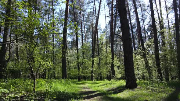 Green Forest During the Day Aerial View