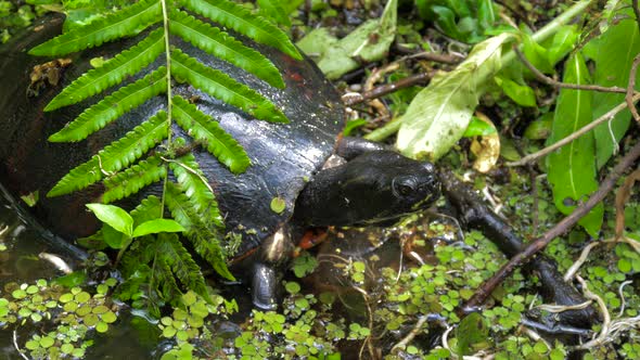 Eastern River Cooter Turtle