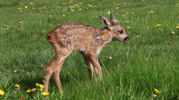 975060 Roe Deer, capreolus capreolus, Fawn in Blooming Meadow, Normandy, Real Time