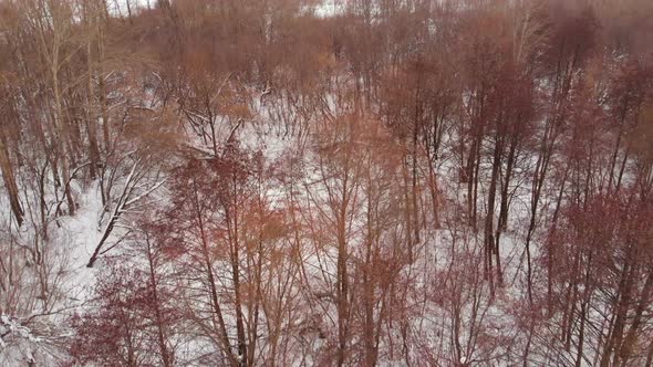 Flying Over Winter Forest