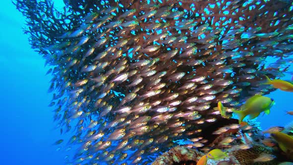 Tropical Underwater Glass Fish