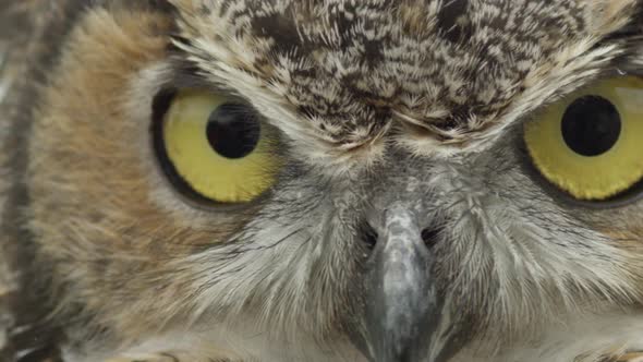 Close up expressive great horned owl