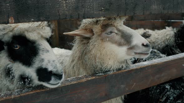 Three Funny Rams Look Over the Fence Into the Camera Sheep Chew and Beg for Food Livestock Farm