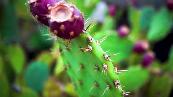 Close up pan, prickly pear cactus with purple fig fruit and spiderweb