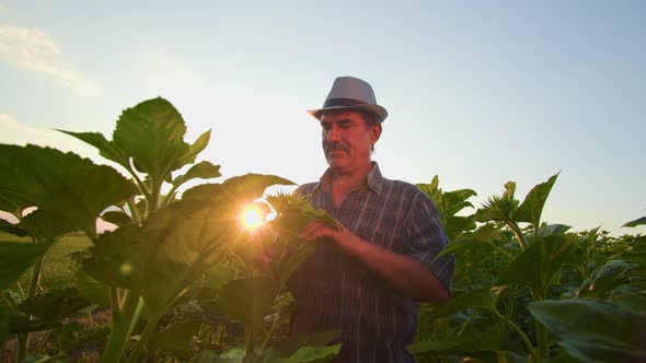 Man with Mustache and Hat Professional Agronomist Inspects Sunflower Culture in Spring