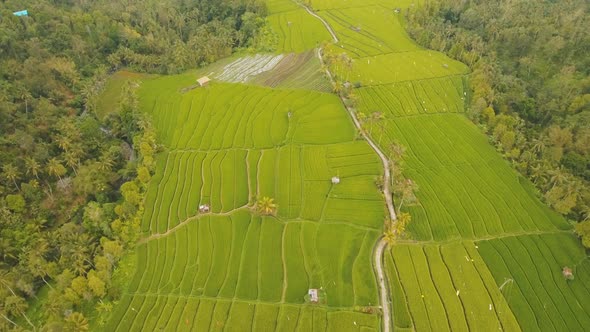 Landscape with Rice Terrace Field Bali, Indonesia