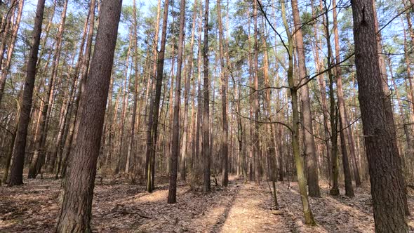 Forest with Pines with High Trunks During the Day