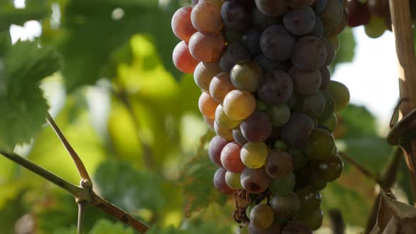 Fruit from genus Vitis in a vineyard close-up 4K video