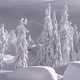 Snow Storm in Winter Forest on Mountainside, Snowdrift. - VideoHive Item for Sale