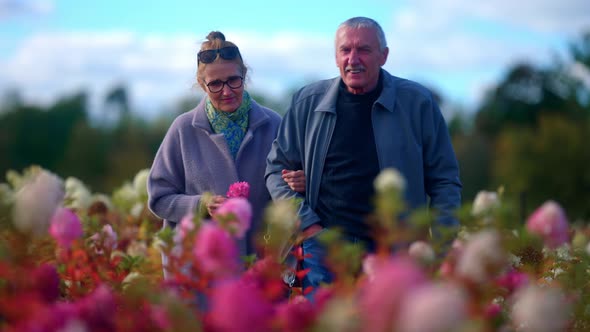 Lovely Senior Couple Walking Around The Colorful Bunches Of Hydrangea Paniculata Flowering Plants, I