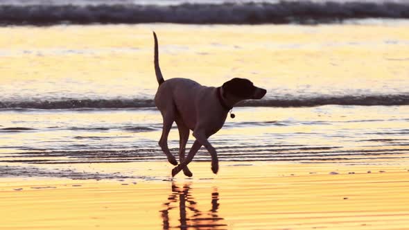 Slow motion shot of a dog playing on the beach